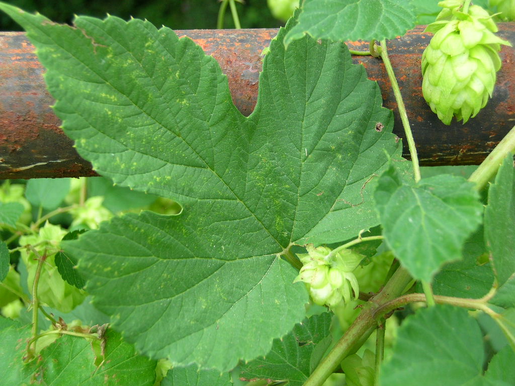 Humulus lupulus / Luppolo